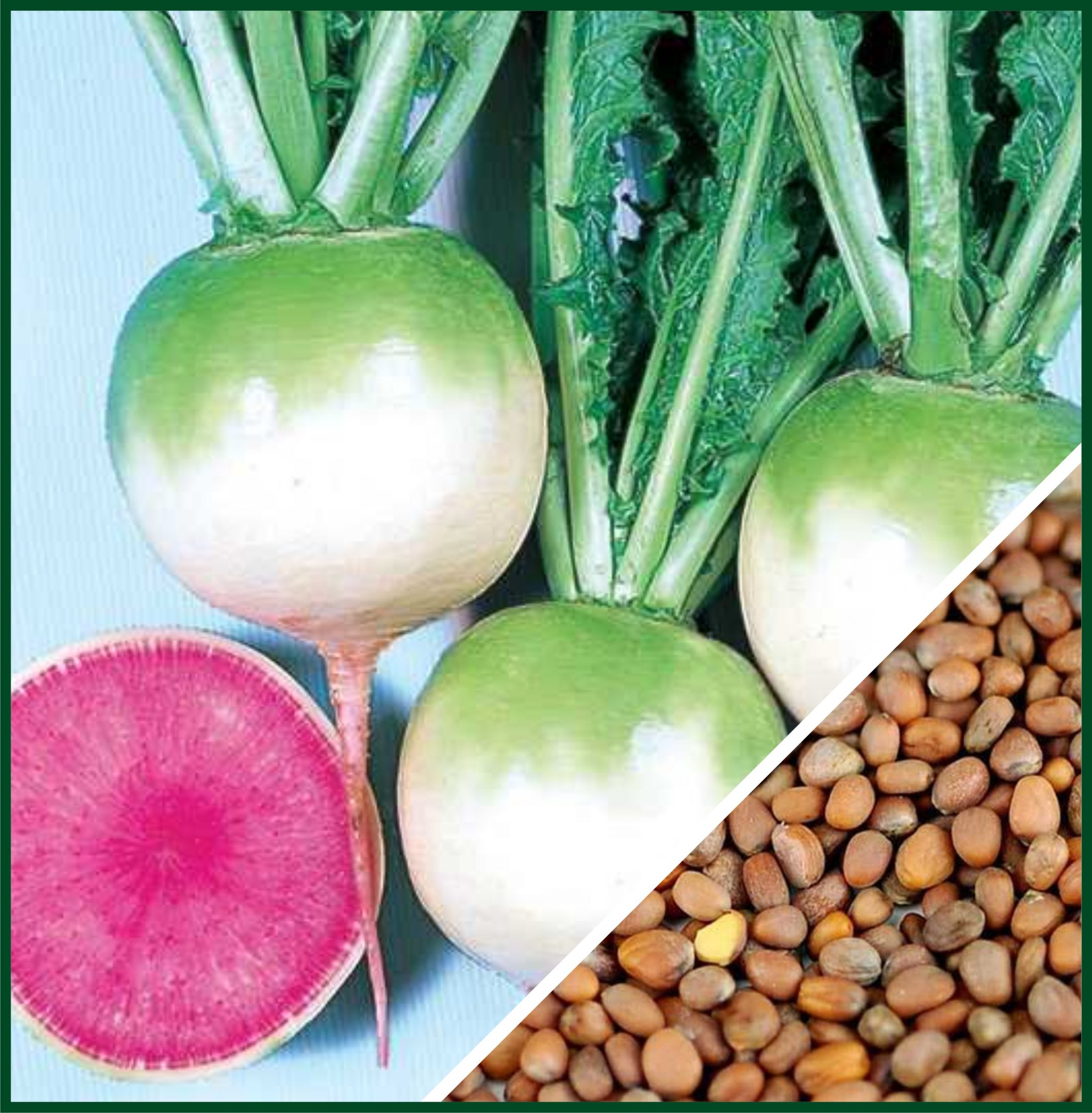 Red Meat Gatcoseeds