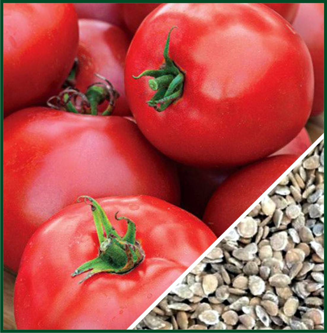 t-2-improved-gatcoseeds