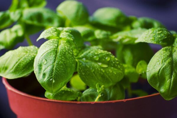 Genovese Basil