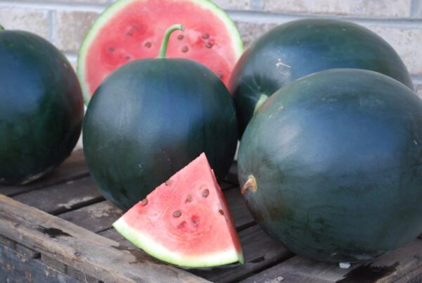 Blacktail Mountain Watermelon