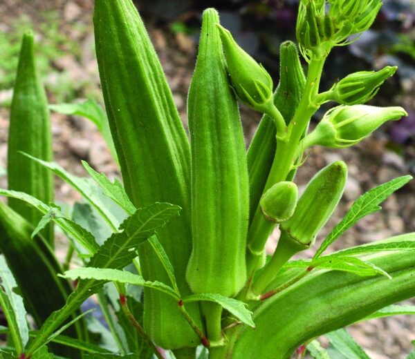 Cajun Jewel Okra