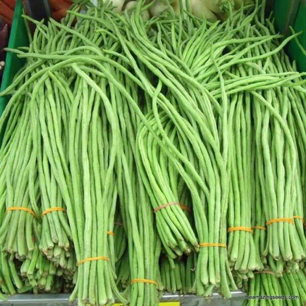 Chinese Green Yard-Long Beans