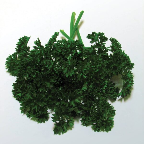 Forest Green Parsley