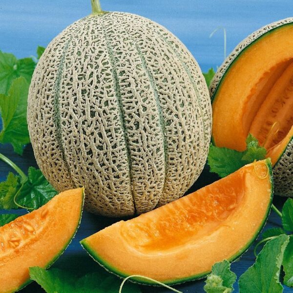 Hale's Best Jumbo (Cantaloupe) Melon