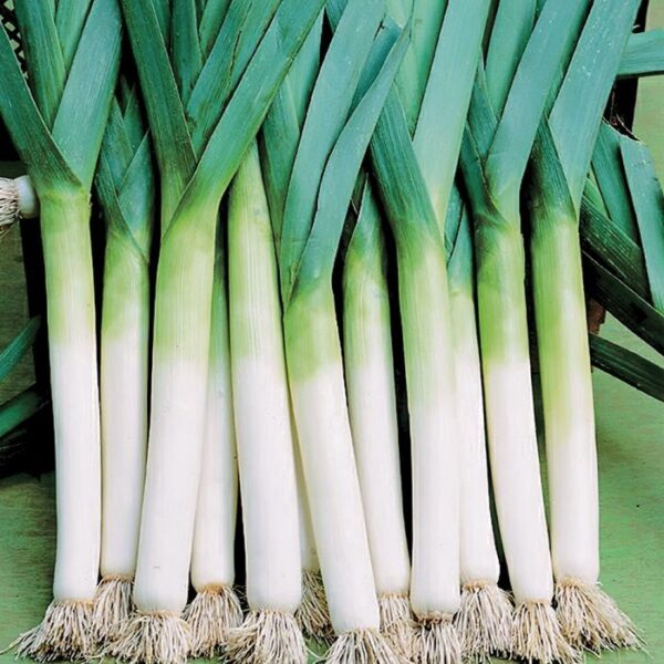 Lancelot Leek