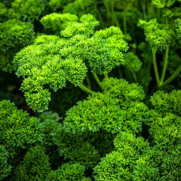 Moss Curled Parsley