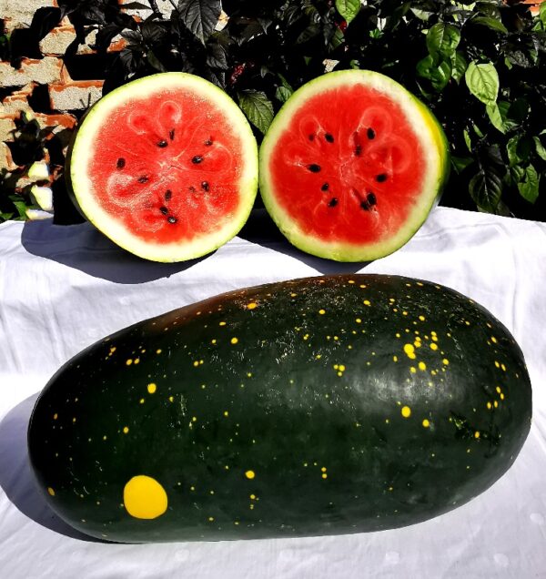 Moon and Stars Watermelon