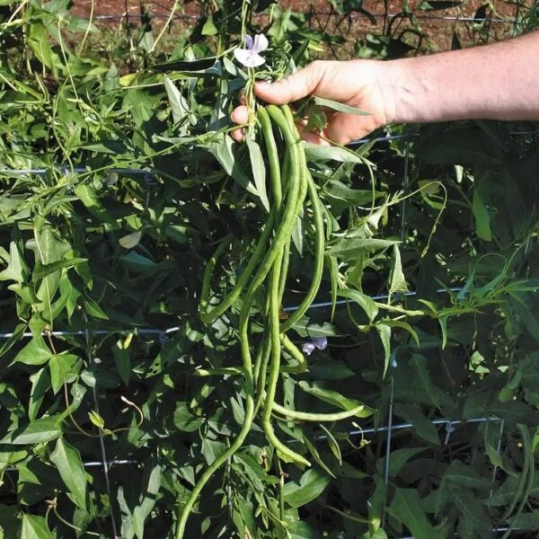 Orient Wonder Yard-Long Beans