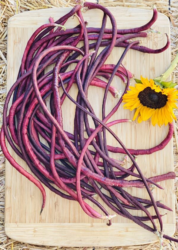 Purple Podded Yard-Long Beans