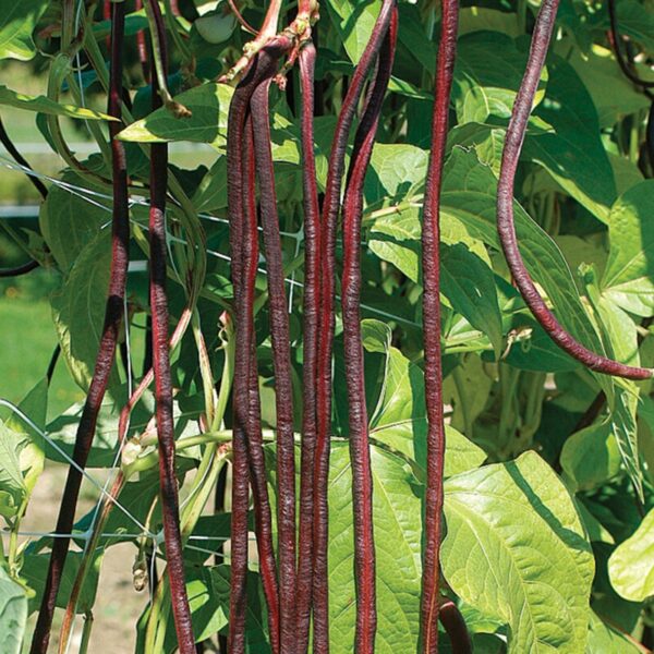 Red Noodle Beans