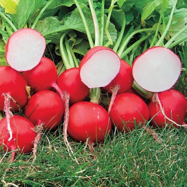 Roxanne Hybrid Radish