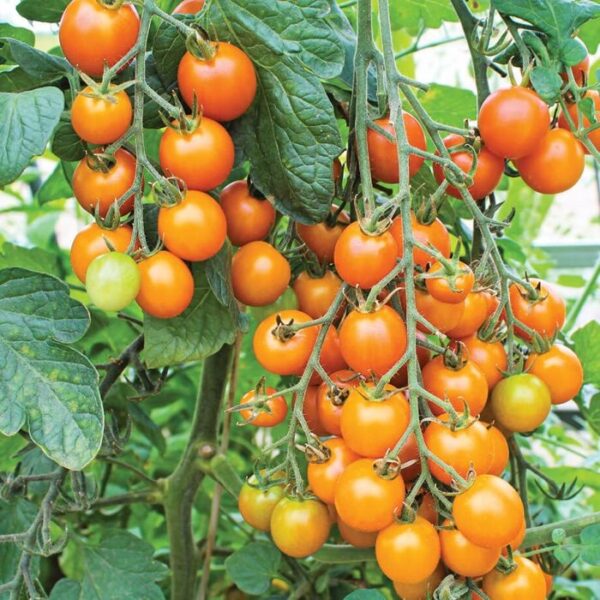 Sungold Tomatoes