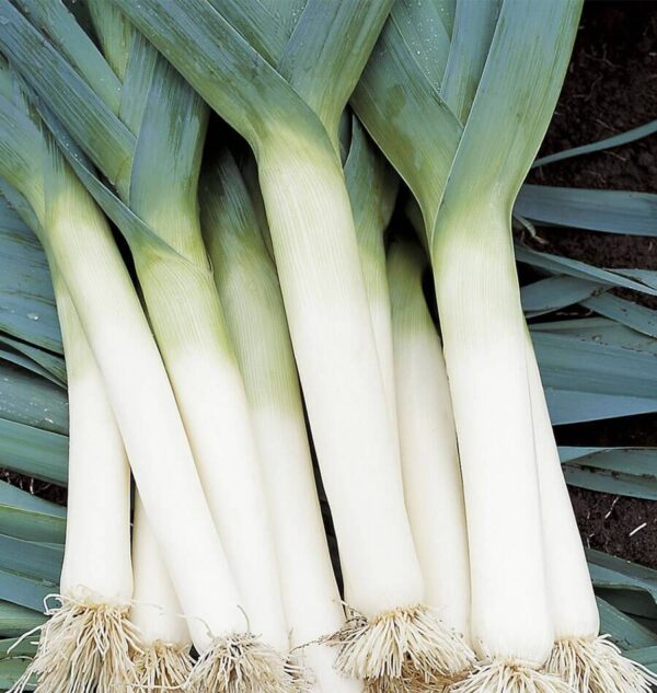 Tadorna Leek