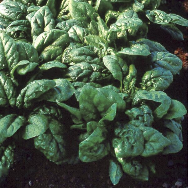 Tyee Spinach