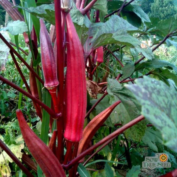 Burgundy Okra