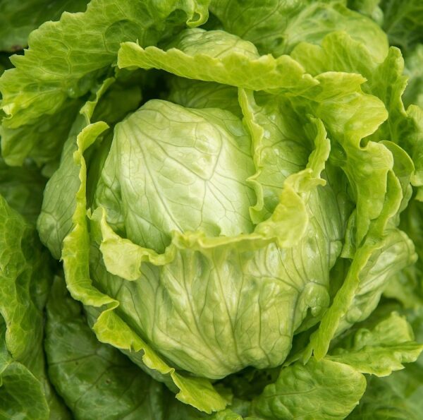 Crisphead Lettuce