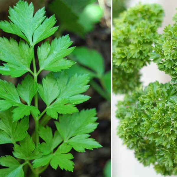 Curly Leaf Parsley