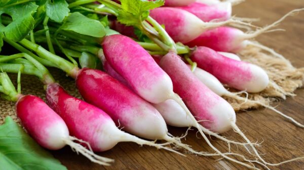 French Breakfast Radish