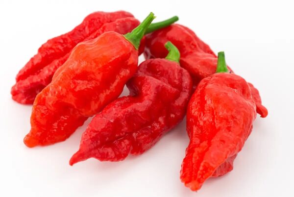 Ghost Pepper (Bhut Jolokia)