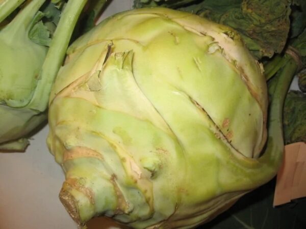 Gigante Kohlrabi