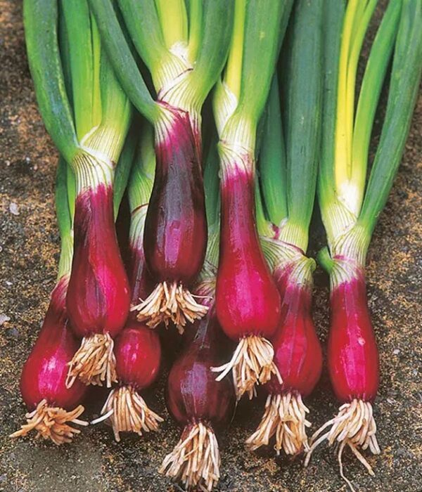 Redbeard Bunching Onion