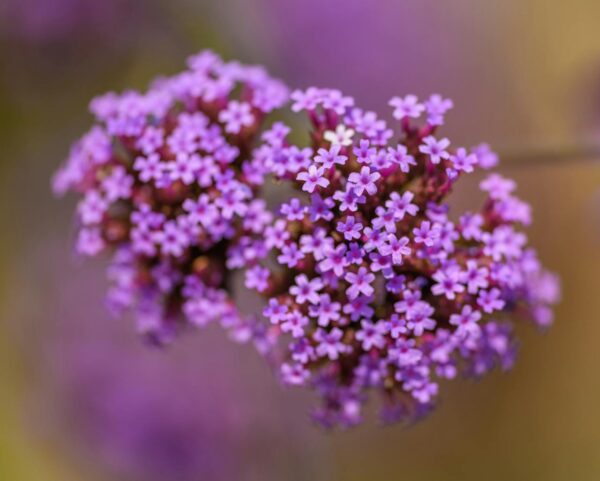 PURPLETOP VERVAIN