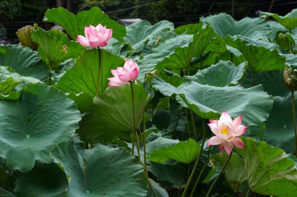 SALOME Flowers GROWING