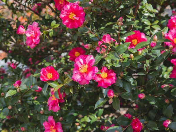 Camellia (Camellia japonica):