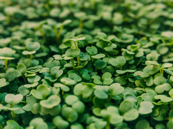 Wild Arugula Microgreens