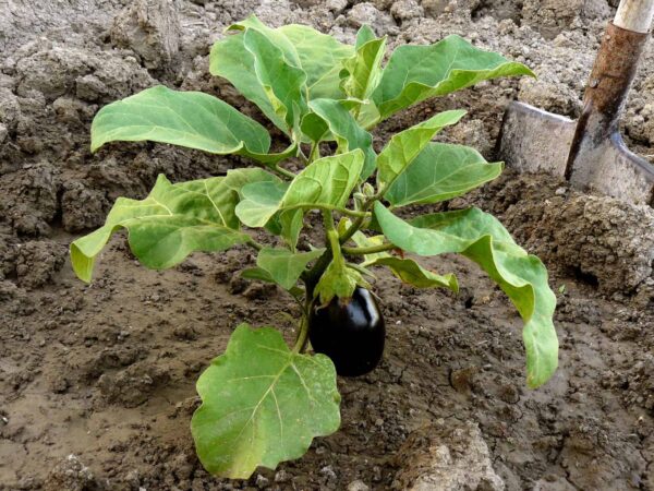 Black Beauty Eggplant