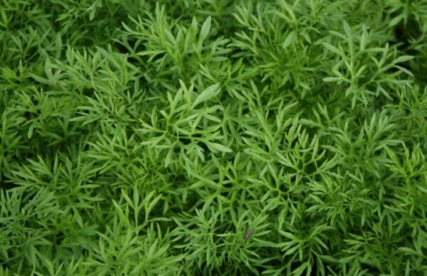 Confetti variety of coriander