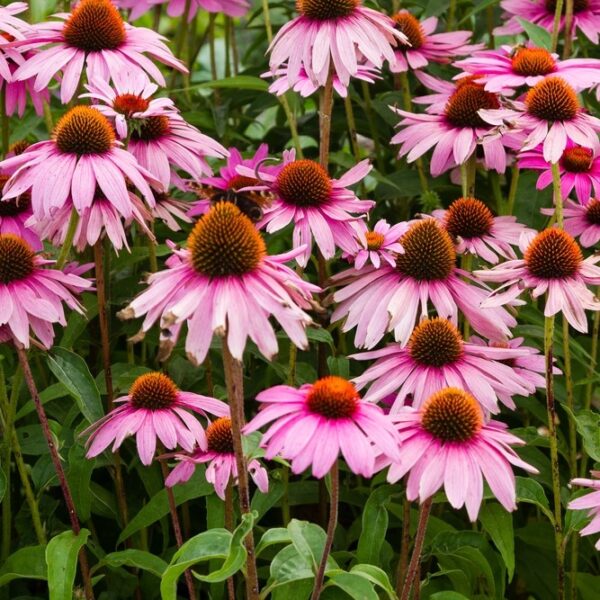 Echinacea purpurea ‘Magnus