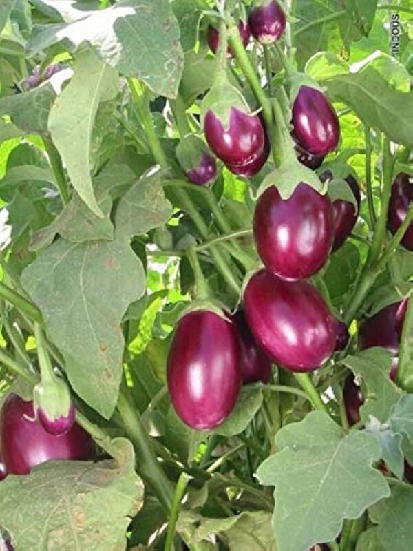 Italian Eggplant (Globe)