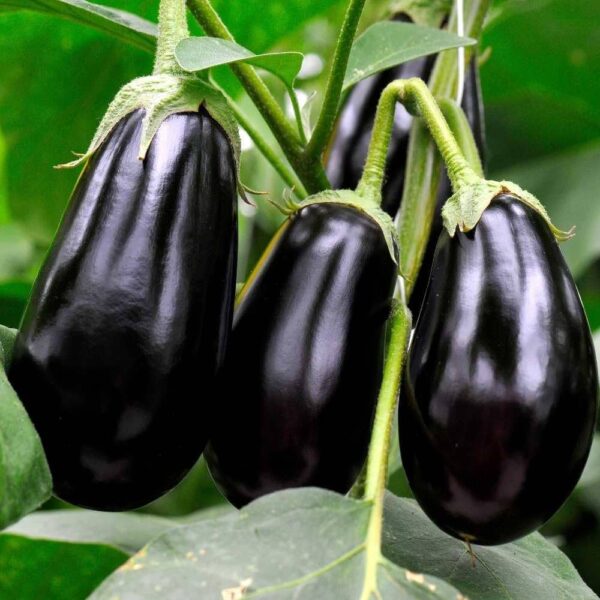 black beauty variety of Aubergine berenjena