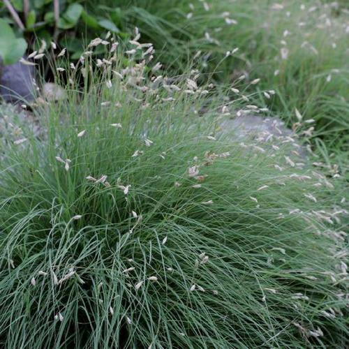 Buffalo Grass (Bouteloua dactyloides) in Grass Arkansas, in Grass ...