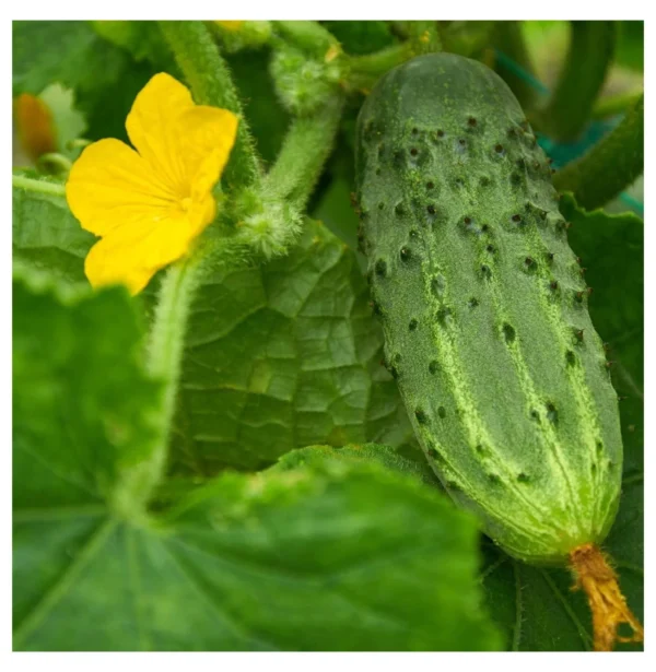 Bush pickle variety of cucumber