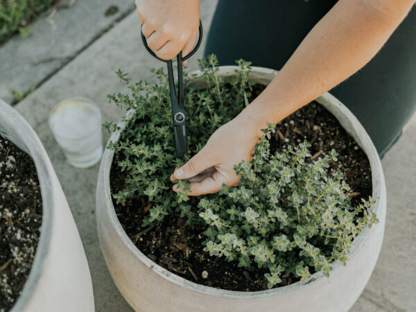 Mint (Mentha spp.)