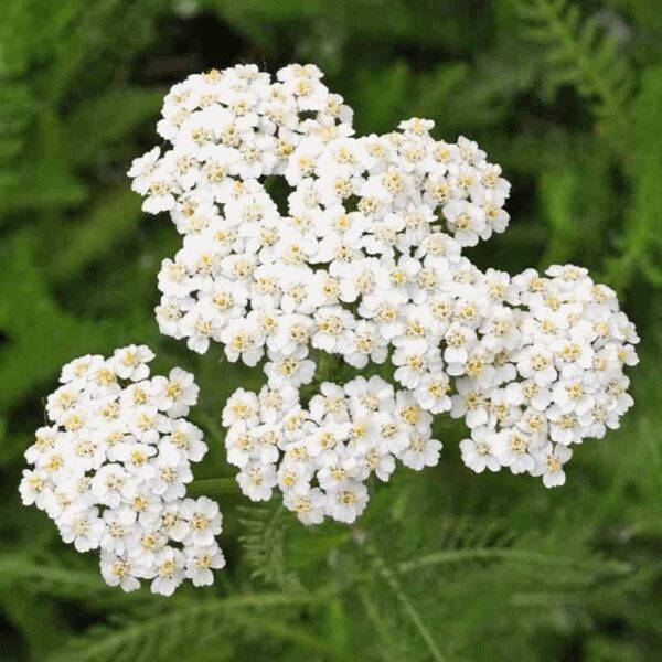 Yarrow (Achillea millefolium)