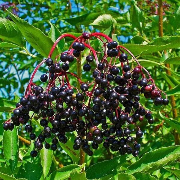 Elderberry (Sambucus nigra)