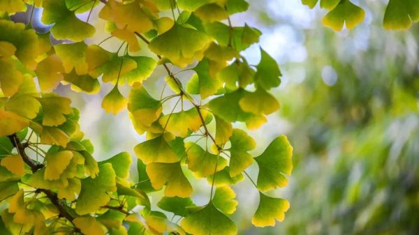 Ginkgo (Ginkgo biloba)