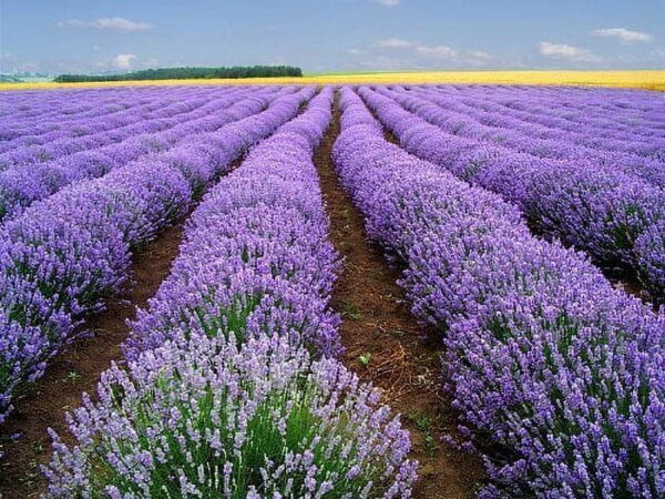 Lavender (Lavandula angusfolia)