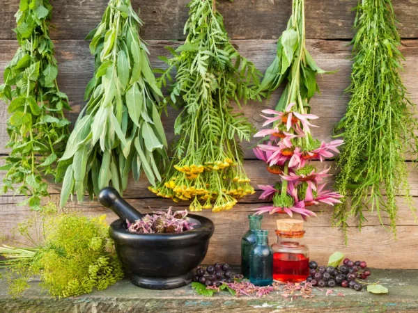 Ginseng (Panax quinquefolius)