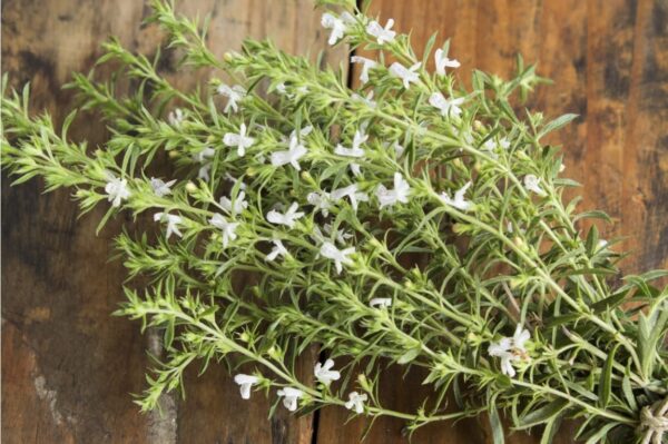 Winter Savory (Satureja montana)